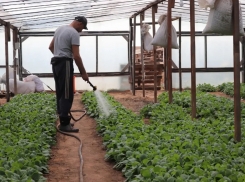 В Астраханской области взошли знаменитые арбузы и перцы