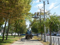 В центре Астрахани деревья массово оставляют без ветвей, их пилят