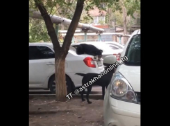 В Астрахани собаки играли в салки на припаркованном авто