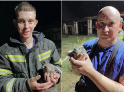 В Астраханской области огнеборцы спасли птенца краснокнижного филина на пожаре