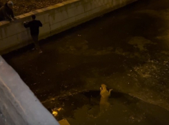 Астраханцы спасли собаку из городского канала и стали героями интернета