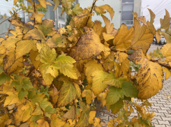 Погода, праздники, именины в понедельник 13 ноября