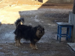 Астраханский суд постановил компенсировать вред, нанесенный ребенку собакой