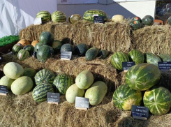 В Астрахани состоится фестиваль с презентацией агрокультурных новинок