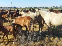 Под Астраханью люди ищут спасения от табуна лошадей
