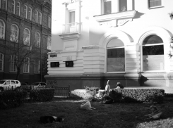 В Астрахани продолжается отлов бродячих собак