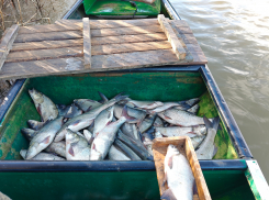 Какая рыба хорошо ловится в Астраханской области