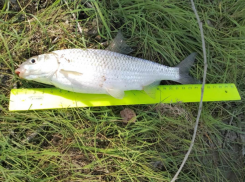 За 20 лет в Астраханской области улов воблы уменьшился в 6 раз