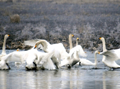 Астраханская область стала колыбелью для тысяч лебедей: где их можно встретить