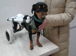 Астраханец забрал из приюта пса-спинальника и изготовил ему инвалидную коляску