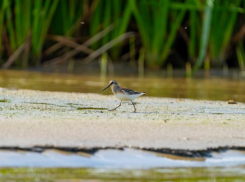 Это удивительно: в Астраханской области появились новые очень редкие виды птиц