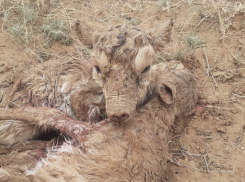 На Пасху в Астраханской области родились редкие животные