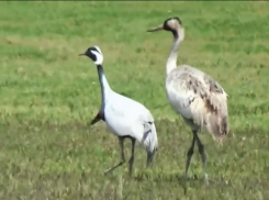 Редкие во всем мире птицы объединились в Астраханской области в странную компанию