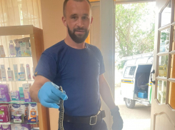 В Астрахани в аптеку заползла редкая змея