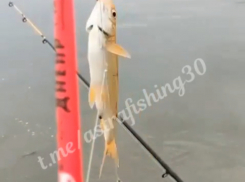  В Астраханской области поймали редкую рыбу, которую запрещено добывать