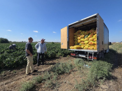 На астраханских полях созрели «Нозоми», «Плутон» и «Альто»
