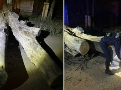 Рухнуло с грохотом: в Астрахани сухое дерево перекрыло проезжую часть