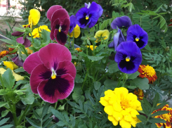 Прогноз погоды, именины, праздники в Астрахани в четверг 1 июня