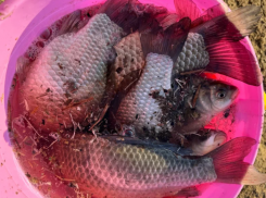 В Астрахани госинспектора «Росрыболовства» заподозрили в получении взяток