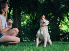 “Вы будете жалеть”: как не ошибиться с выбором кинолога