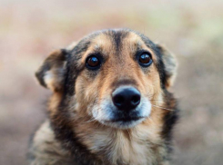 Росприроднадзор разбирается с астраханским «Экоприютом», который подозревают в убийстве собак 