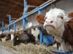 В Астраханской области обнаружили ещё один очаг бешенства 