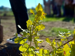 Астраханская область выполнила план федерального проекта по сохранению лесов на 2022 год