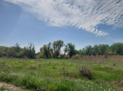 В Астраханской области собирают необычные сморщенные грибы