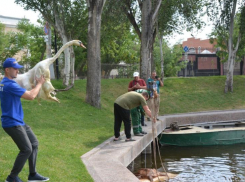 В астраханском Лебедином озере поселились самарские птицы