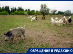 Астраханцы, вернувшиеся из Португалии поднимать фермерство, столкнулись с травлей