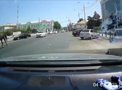 На дорогах Астрахани засняли резвого жеребца