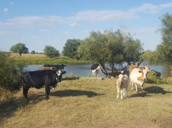 В Астраханской области вступят в силу новые правила выпаса животных