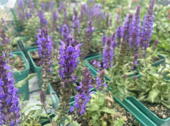 Прогноз погоды, именины, праздники в Астрахани в субботу 5 августа