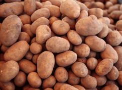 Под Астраханью засеют 100 гектаров элитным белорусским картофелем