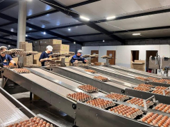 Цены ниже рыночной: в Астрахани откроют точки продажи яиц к Пасхе