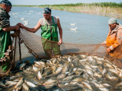 Астраханские предприятия планируют добыть порядка 35 тысяч тонн рыбы