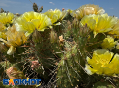 В Астраханской области зацвело самое экзотическое растение: фоторепортаж с места
