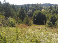 Астраханцам ограничили доступ в лесной фонд на двадцать дней