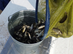 На севере Астраханской области выпустили 220 тысяч особей сазана