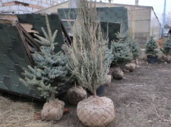 Астрахань украсят крупномерными московскими тополями