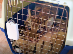 Спасенных детенышей редких животных отправили в астраханский зоопарк