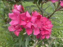 Прогноз погоды, именины, праздники в Астрахани в пятницу 7 июля