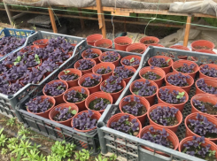 Астраханцам назвали самые высокооплачиваемые вакансии в сельском хозяйстве