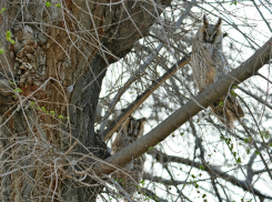 В чем ушастые совы всех обманывали в Астраханской области