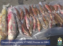 Транспортная полиция задержала астраханца с краснокнижными русскими осетрами