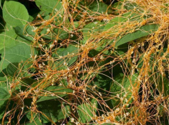 На территории Енотаевского района Астраханской области обнаружено карантинное растение