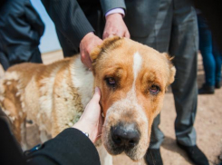 Астраханцы снова сообщают о травле собак