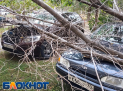 В Астраханской области дерево рухнуло на две машины
