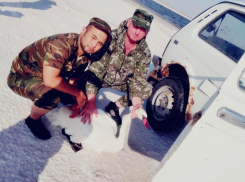 Обессиленного лебедя спасли из соленой западни