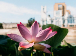 Астраханская область представит уникальную клумбу с дополненной реальностью